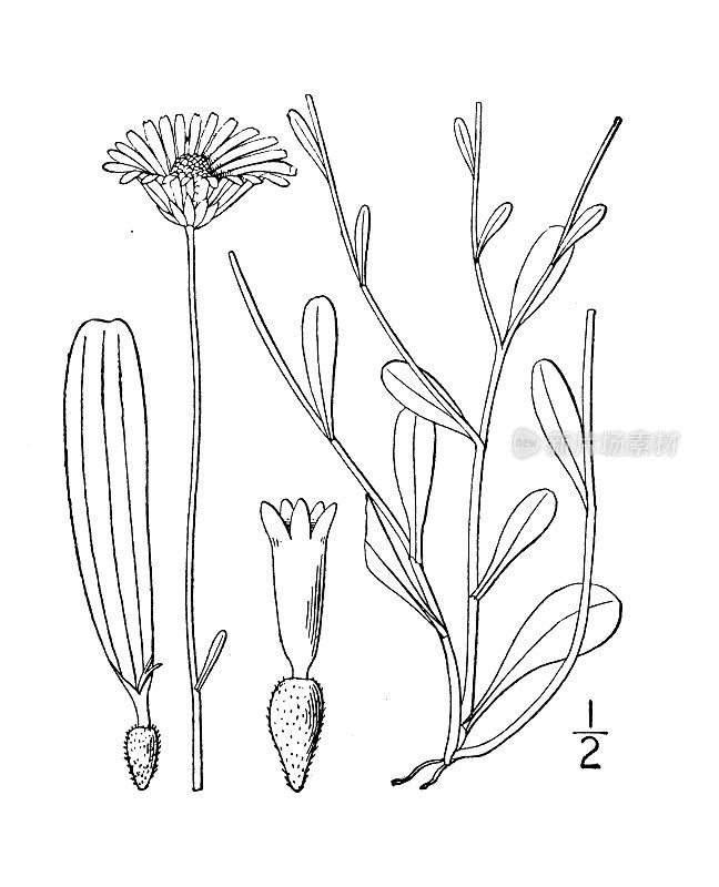 古植物学植物插图:Bellis integrifolia，西方雏菊